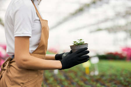 Close up of female gardener in apron and gloves holding in hands pot with houseplant. Young woman cultivating various flowers at greenhouse.の写真素材