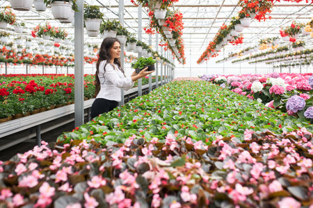 Beautiful young woman with long dark hair arranging pots with colorful flowers at greenhouse. Female gardener in uniform taking care of various plants.の写真素材