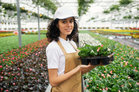 Portrait of charming woman with dark curly hair standing at greenhouse with flower pot in hands. Competent female florist in uniform working with plants.の写真素材