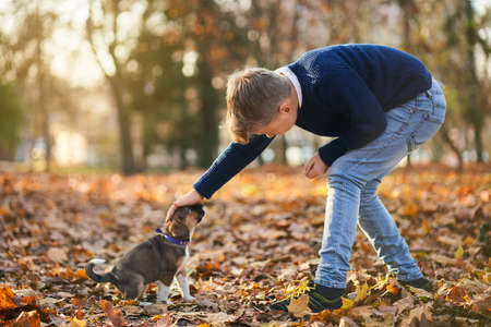 Young boy in blue sweater playing with small dog in autumn park. Concept of walk in forest.