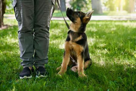 Black and brown little puppy sitting near owner legs at summer park. Purebred dog walking on leash outdoors. Close up of pet and male.の写真素材