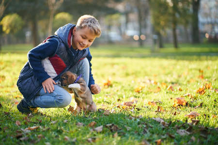 Boy in blue sweater spending time with brown puppy in autumn park. Concept of walk with dog outdoors.の写真素材