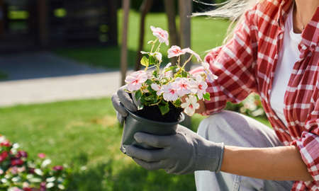 Close up of female hands in gloves holding pot with beautiful flower outdoors. Young woman with blond hair working at garden with plants during summer season.の写真素材
