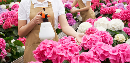 Side view of two women worker in beige apron watering and feeding beautiful pink flowers with polivizator. Concept of care for plants in large modern greenhouse.の写真素材