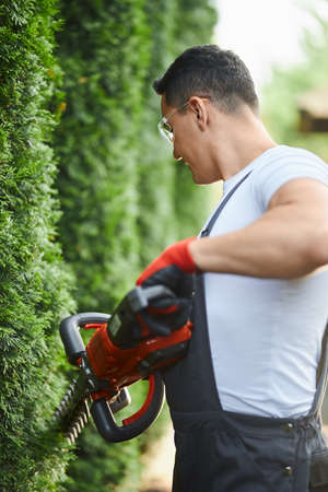 Experienced gardener in safety glasses and gloves cutting green thujas with electric trimmer....