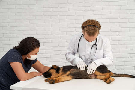 Front view of vet with nurse examining German Shepherd in vet clinic. Doctor with phonendoscope touching dog, pet lying on side in narcosis. Concept of animals protecting.の写真素材