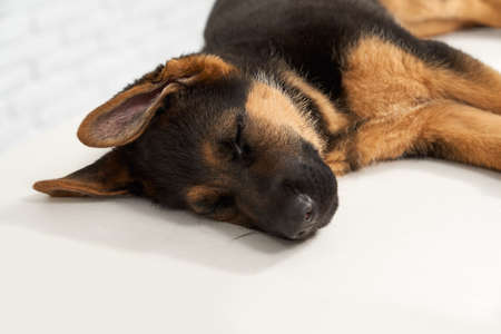 Front view of ill German Shephard sleeping in vet clinic. Dog, patient with big neb and ears lying on side, having rest on white table. Concept of animals helping and protecting.の写真素材