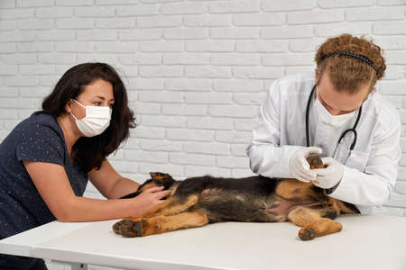 Front view of German Shepherd being examined by vet and nurse in vet clinic. Dog in narcosis lying...