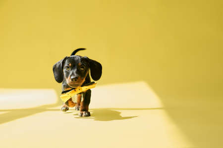 Front view of cute, puppy biting, holding toy, playing, standing. Black, little dachshund with brown paws and neck looking at camera. Isolated on yellow studio background.の写真素材