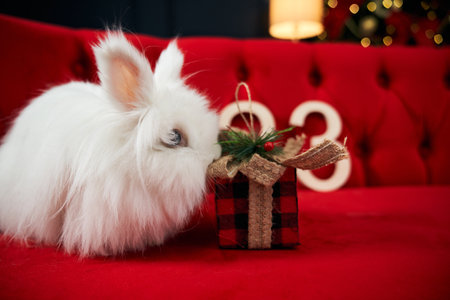Side view of cute, furry, white rabbit sitting on red sofa. Animal, symbol of new year 2023 looking at present, gift box, posing indoors. Concept of new year and holidays.の写真素材