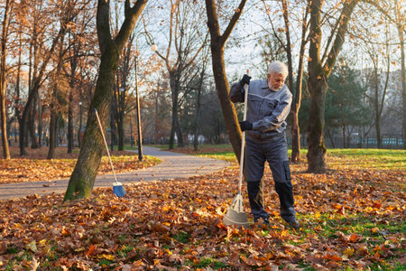 Focused senior male worker using big rake to gather fallen leaves in pile. Front view of bearded man in blue uniform raking fallen leaves in city park in sunny morning. Concept of seasonal work.の写真素材
