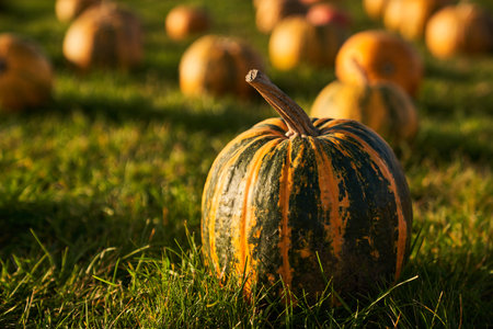 Ripe striped pumpkin in front of burred unfocussed grass and pumpkins background. Close up of round...
