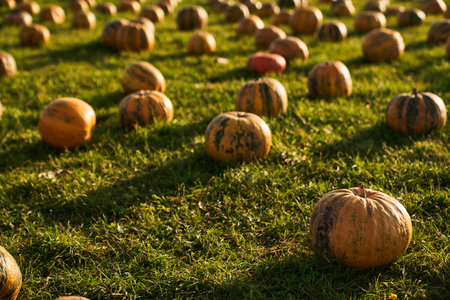 Lots of ripe striped pumpkins sitting in grass at sunny autumn morning. View from above of many orange and green squashes placed in field, with shadows from sun outside. Harvest, food concept.の写真素材