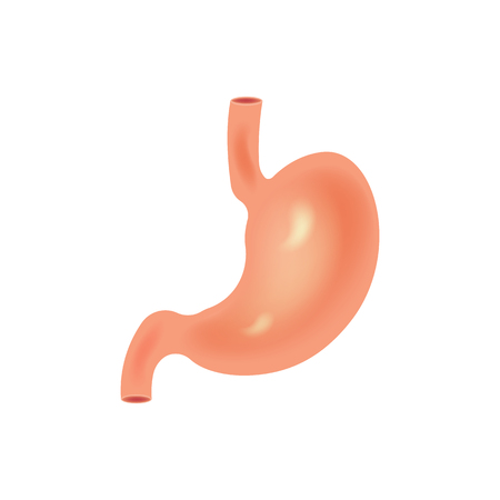 Stomach icon. Human internal organs symbol. isolated on white background. Vector illustration. Eps 10.のイラスト素材