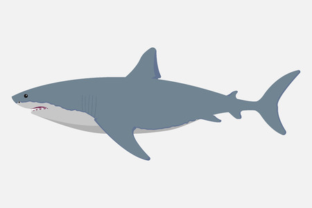 Shark isolated on white background. Vector illustration. Eps 10のイラスト素材