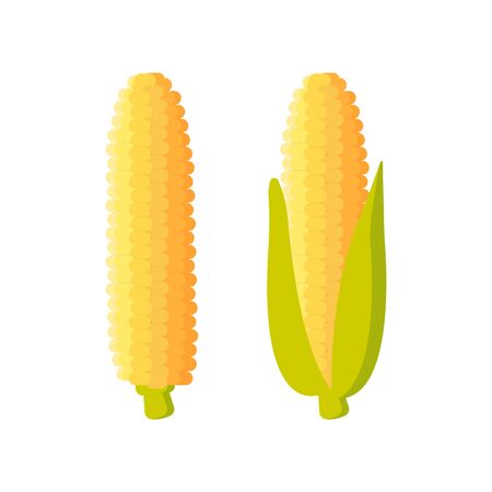 Corn icon. maize isolated on white background.のイラスト素材
