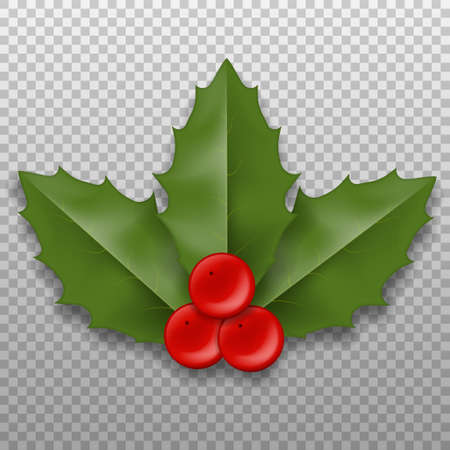 Realistic Christmas Holly Berry leaves. Vector illustration. Eps 10.のイラスト素材