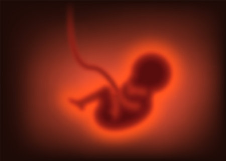 Pregnancy concept. Blurred Child in the womb, embryo. vector illustration. Eps 10.のイラスト素材