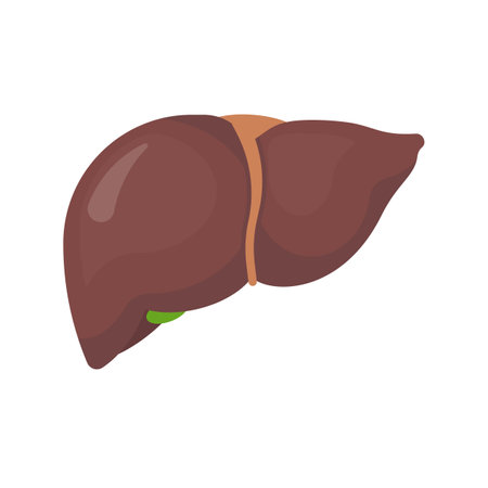 Human liver icon isolated on white background. Vector illustration.のイラスト素材