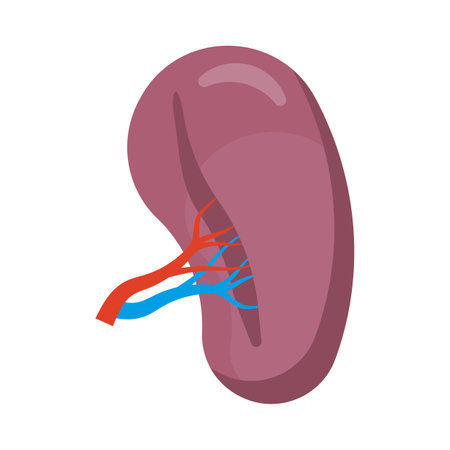Human Spleen. Human Organ Icon. Vector illustration. Eps 10.