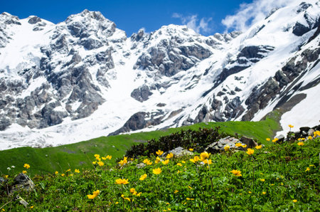 Mountain landscape with flowers and blurred alpine peaks on the backgroundの写真素材