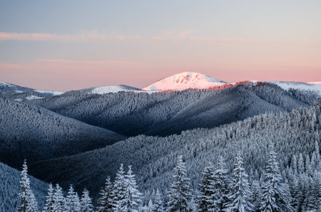 Sunrise view of a distant peak surrounded with pine-textured slopesの写真素材