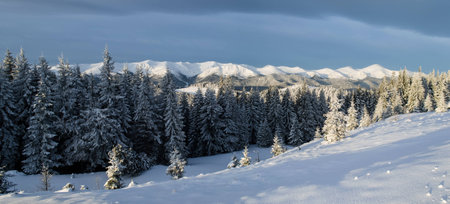Winter mountain landscape with lots of fresh snow,pines lit with morning sun and a distant snowy ridge on the backgroundの写真素材