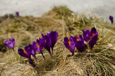 Purple crocuses on yellowed grass with blurred snow on the background. Three crocuses on the right are in focus and the rest are blurredの写真素材