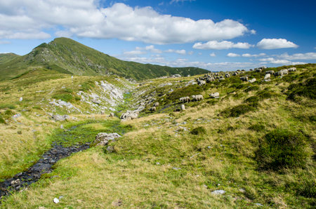Sheep have come to drink water from the stream in warm summer day in Carpathian mountainsの写真素材