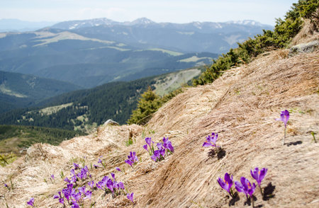 Blossoming purple crocuses on yellowed grass with blurred distant mountains in the backgroundの写真素材