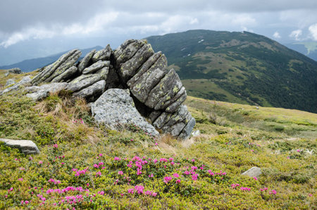 Blooming rhododendrons with blurred rock and blurred overgrown mountain in the backgroundの写真素材
