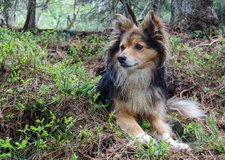 A dog in the forestの写真素材
