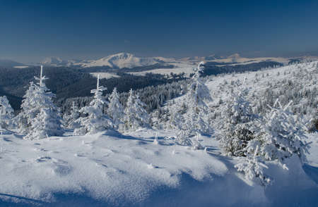 Winter mountain landscape with snow-covered pines and remote peaks in the backgroundの写真素材