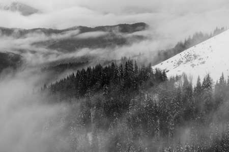 Black and white view of mountain slopes covered with pines and low humidityの写真素材