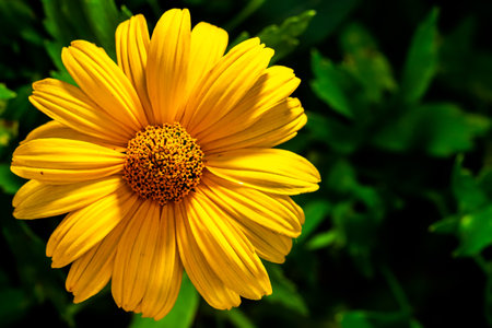 garden perennial plant flower heliopsis
