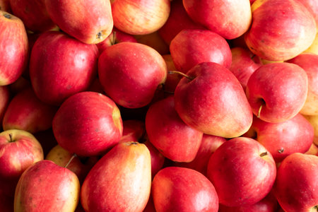 red apple of the kandil sinap varietyの写真素材