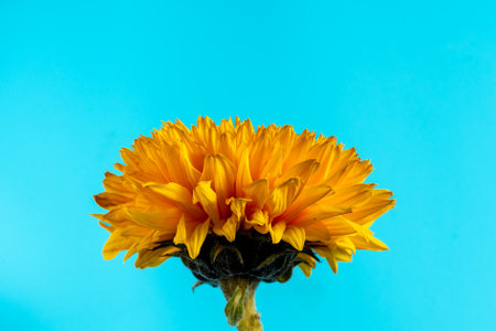 yellow sunflower flower side view on blue background