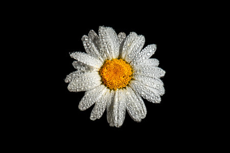 White chamomile flower on a black background with dew dropsの写真素材