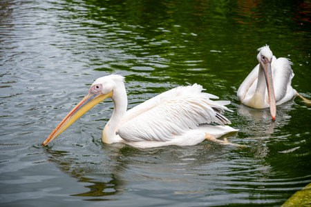Great White Pelican (Pelecanus onocrotalus)