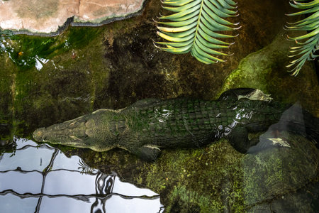 Crocodile swimming in the pond, closeup of photo