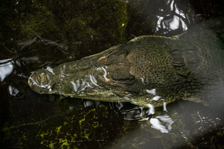 Crocodile sleeping in the water. Close-up.
