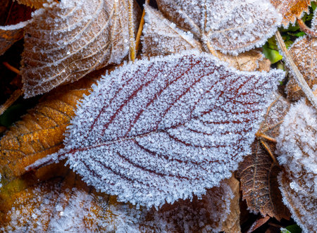 Frosted leaves on the ground in the forest in the early morning
