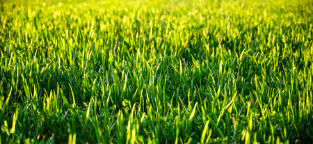 Green grass in sunset light. Natural background. Close-up.の写真素材