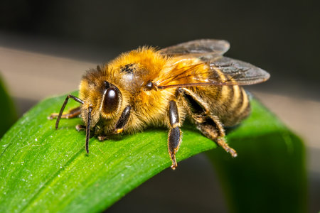 Bee on a green leaf. Shallow depth of field. Macro