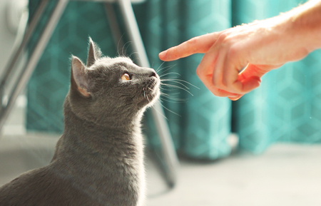 Man touching fluffy domestic cat.Male hand playing with cute lazy gray cat.Russian blue cat at cozy home interior. Pet care, friend of human. Sunny dayの写真素材