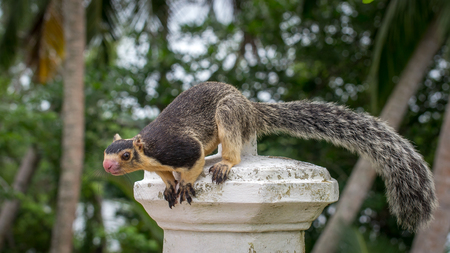 Ratufa. Giant Ceylon Squirrel. She has a very long tail.の写真素材