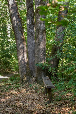Bench in the park in a comfortable place. Autumn, yellow leaves.の写真素材