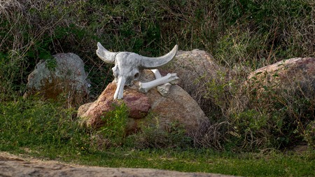 On the stone are the skull and two bones of the buffalo. Death.の写真素材