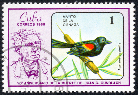 UKRAINE - CIRCA 2017: A stamp printed in Cuba, shows a Bird Agelaius assimilis. Mayito de la cienaga. the series "The 90th Anniversary of the Death of Juan C. Gundlach" Ornithologist, circa 1986のeditorial素材