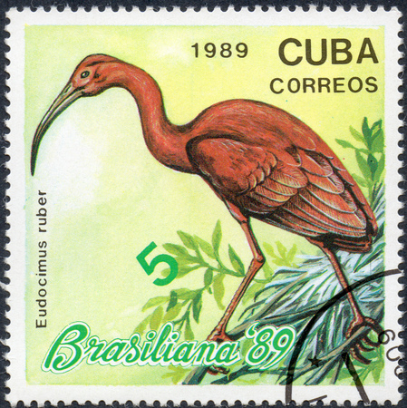 UKRAINE - CIRCA 2017: A stamp printed in Cuba, shows a bird Red ibis Eudocimus ruber, the series Brasiliana '89, circa 1989のeditorial素材